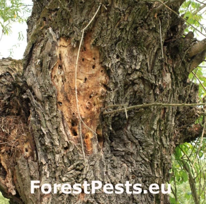 Fuz&aacute;č drsnotykadlov&yacute;