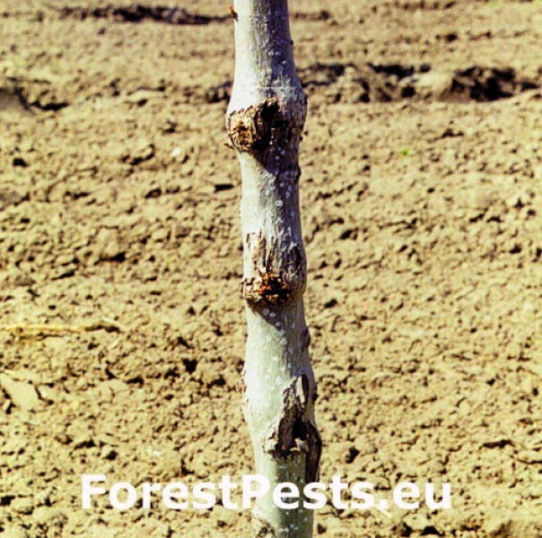 Podobn&iacute;k ovadovit&yacute;