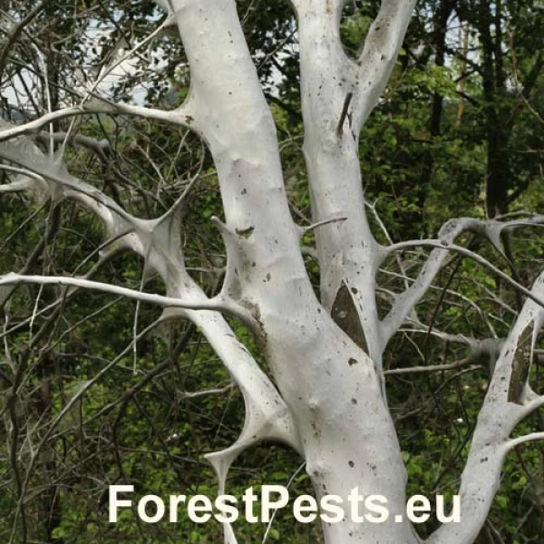 Priadzovec čremchov&yacute;