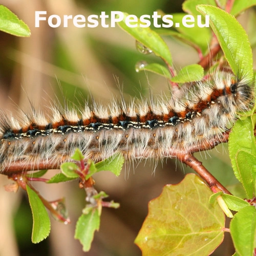 Priadkovec trnkov&yacute;