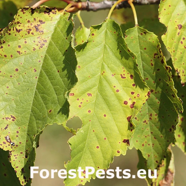  Blumerielka čere&scaron;ňov&aacute;