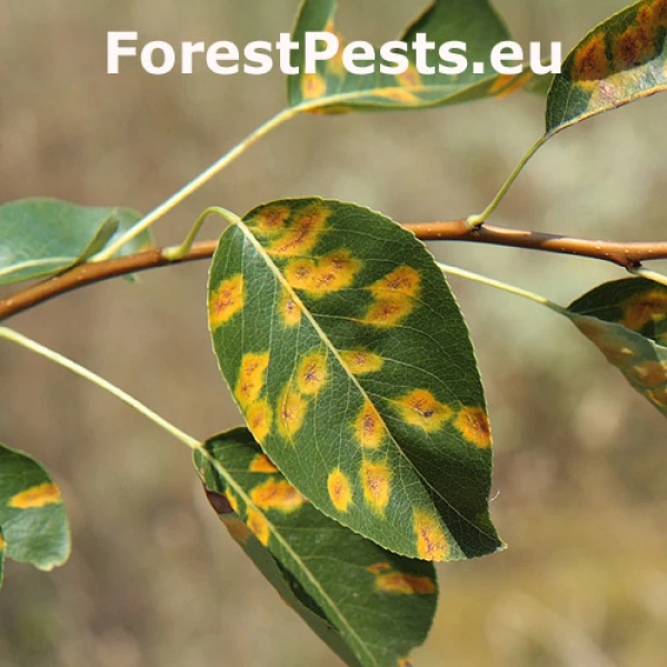 Hrdzavka hru&scaron;kov&aacute;