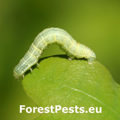 Piadivka jesenn&aacute;