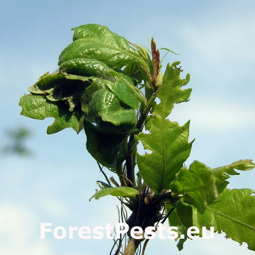 Obaľovač zelen&yacute;