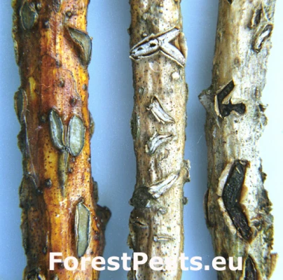 Kolp&oacute;ma dubov&aacute;