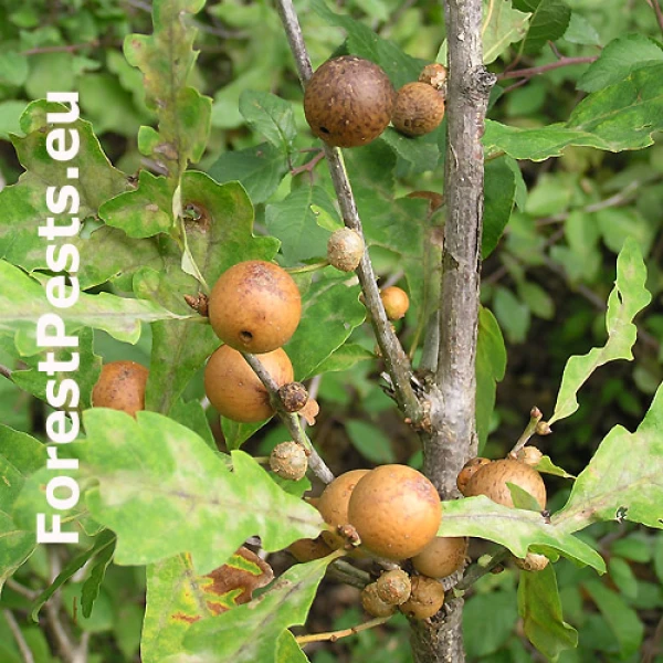 Hrčiarka dubienkov&aacute; 