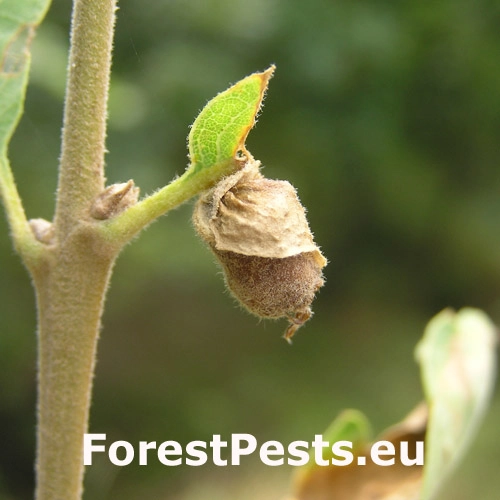 Nos&aacute;nik dubov&yacute;