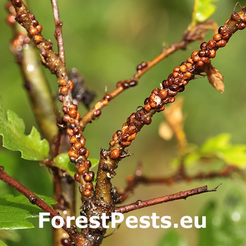 Puklica dubov&aacute;