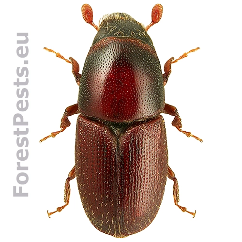 Podk&ocirc;rnik dubov&yacute;