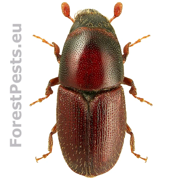 Podk&ocirc;rnik dubov&yacute;