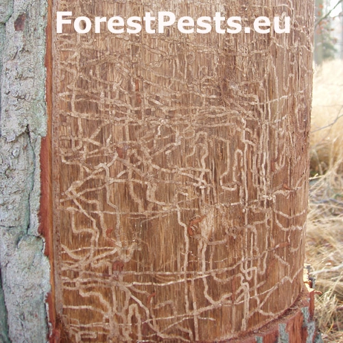 Krasoň dvoj&scaron;kvrnn&yacute;