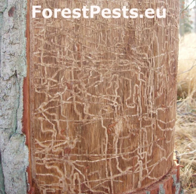 Krasoň dvoj&scaron;kvrnn&yacute;