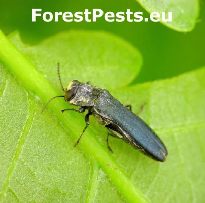 Krasoň dubov&yacute;