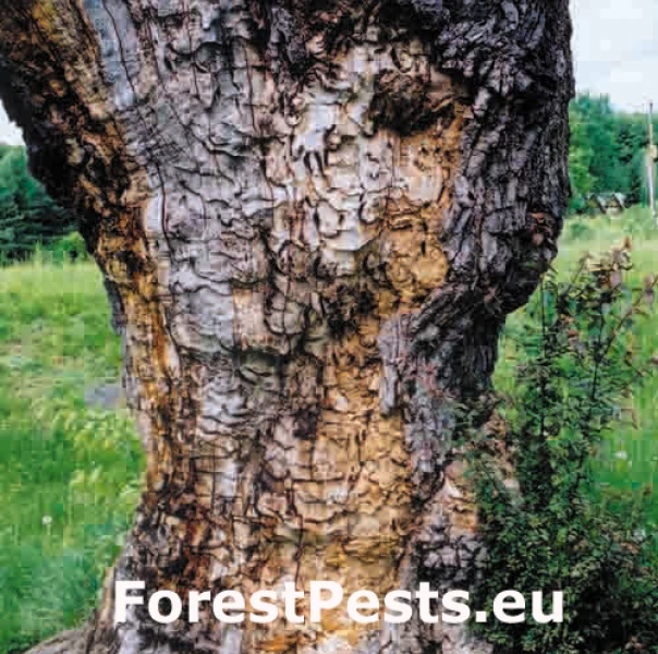 Fuz&aacute;č veľk&yacute;