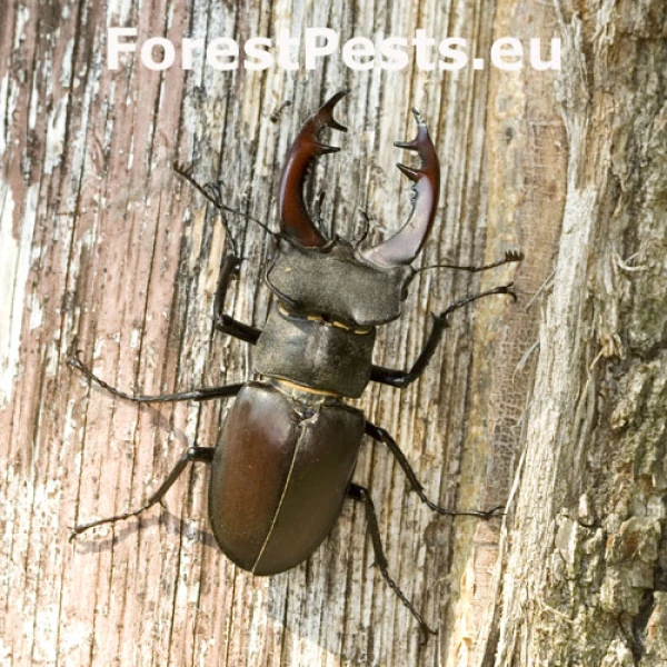 Roh&aacute;č obyčajn&yacute; 