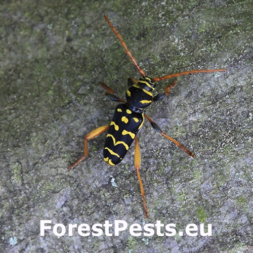 Fuz&aacute;č dubov&yacute;