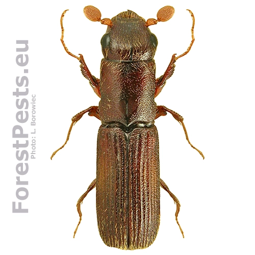 Jadrohlod dubov&yacute;