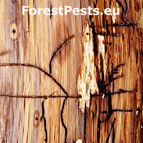 Drvin&aacute;rik pňov&yacute;