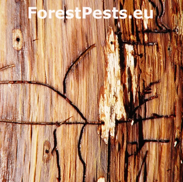 Drvin&aacute;rik pňov&yacute;