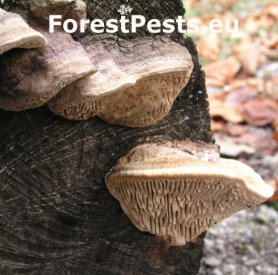 Sieťkovec dubov&yacute;