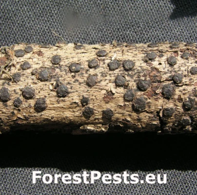 Diatrypka diskovit&aacute;