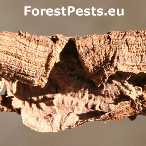 Kožnačka hrdzavohned&aacute;