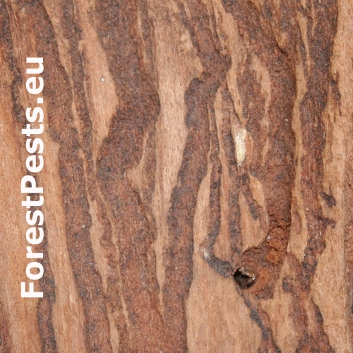 Smoliar jedľov&yacute;