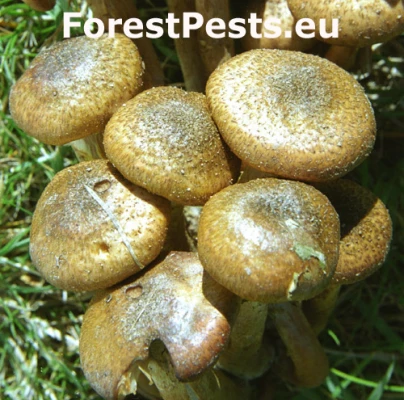 Podpňovka žlt&aacute;