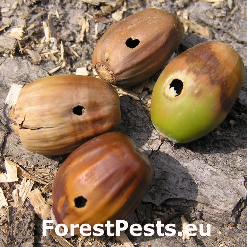 Nos&aacute;nik žaľuďov&yacute;