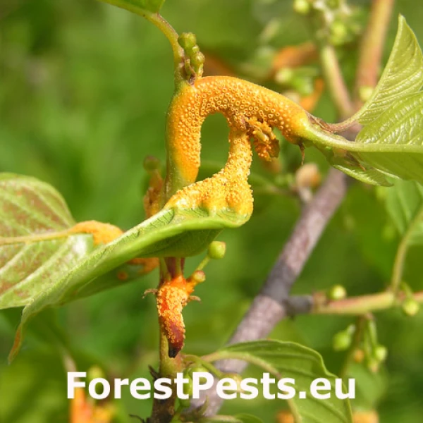 Hrdza korunov&aacute;