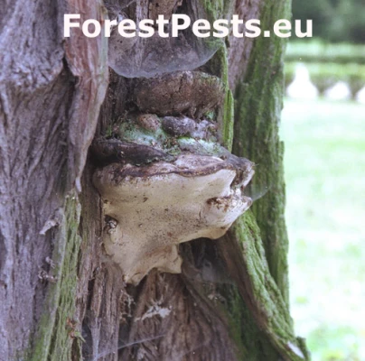 P&oacute;rovn&iacute;k jaseňov&yacute;