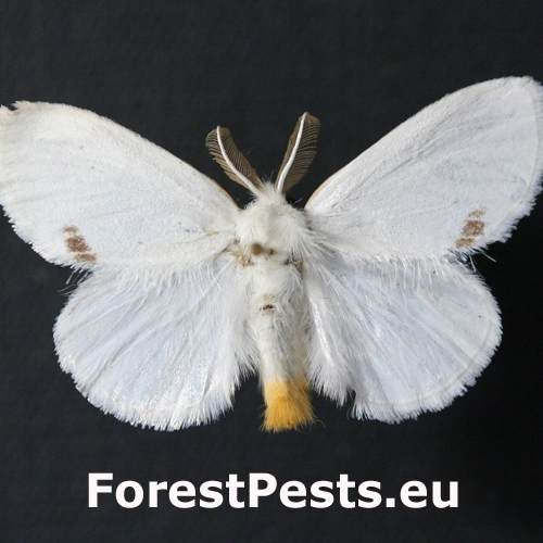 Mn&iacute;&scaron;ka pižmov&aacute; 