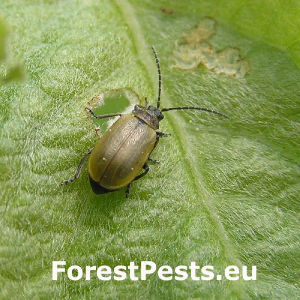 V&aacute;havec rakytov&yacute;