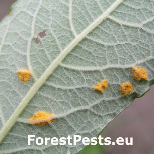 Hnedosp&oacute;rka vŕbov&aacute;