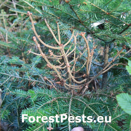 Metlovka jedľov&aacute;