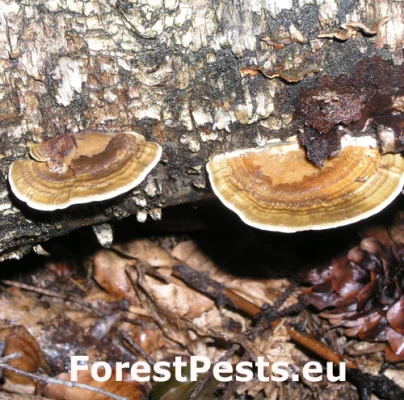 Sieťkovček červenkast&yacute;