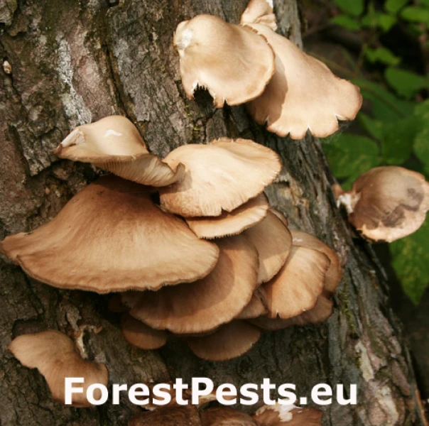 Hliva ustricovit&aacute;