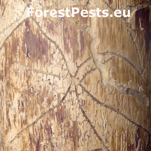 Lykožr&uacute;t obyčajn&yacute;