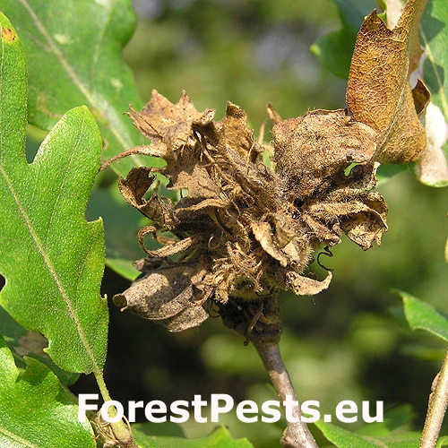 Hrčiarka Andricus crispator 