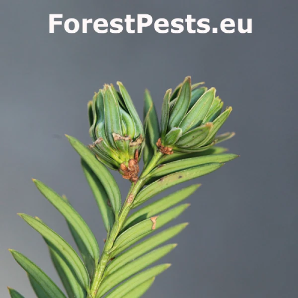 Byľomorka tisov&aacute;