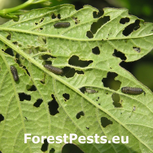 V&aacute;havec Pyrrhalta viburni 