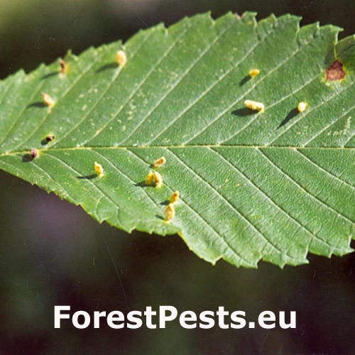 Roztoč Aceria campestricola