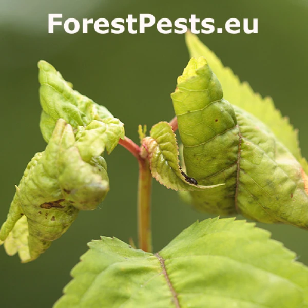 Vo&scaron;ka čere&scaron;ňov&aacute;