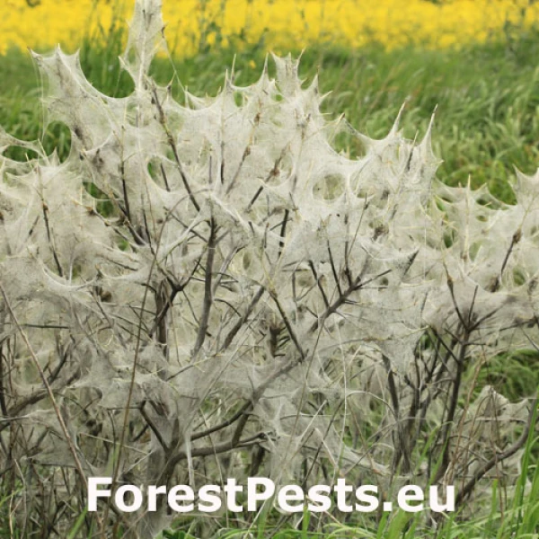 Priadzovec mukyňov&yacute; 