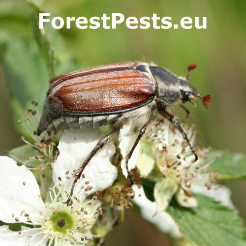 Chr&uacute;st obyčajn&yacute;