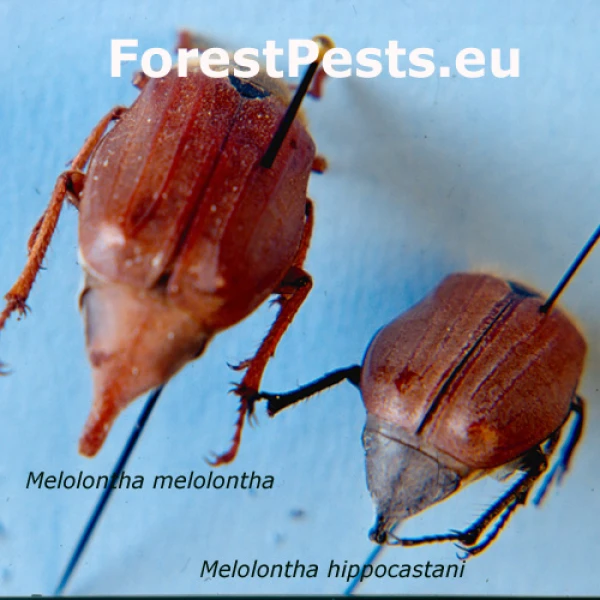 Chr&uacute;st paga&scaron;tanov&yacute;