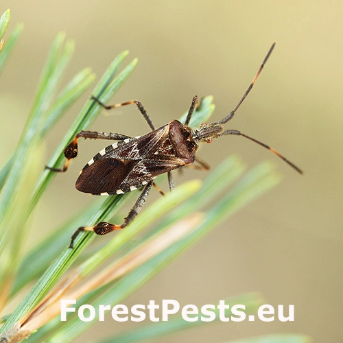 Obrubnica americk&aacute;