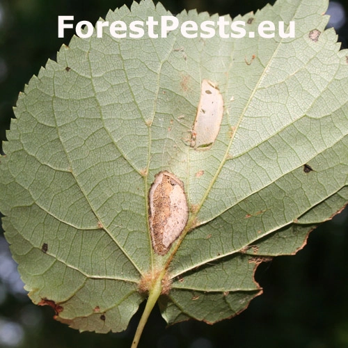 Plosk&aacute;čik lipov&yacute;