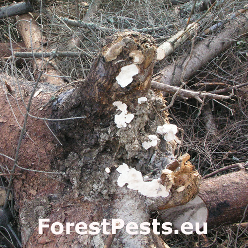 Koreňovka vrstevnatá