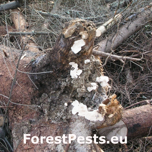 Koreňovka vrstevnat&aacute;